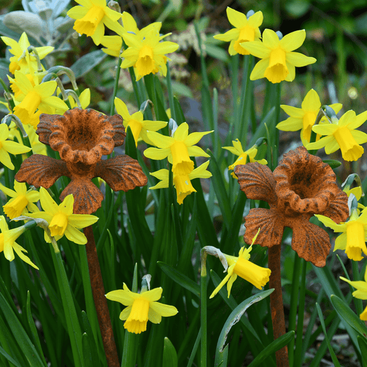Rusted daffodil garden stake with yellow and white flower heads, heritage-inspired metal sculpture in snowy stone planter for soulful seasonal styling.