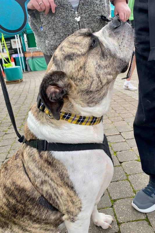 The Cornish Wayfarer – Tartan Dog Collar for Coastal Companions - The Timeless Trading Co.