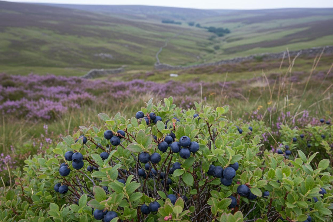 Bilberries growing UK moorland dark blue berries upland July summer foraging scene
