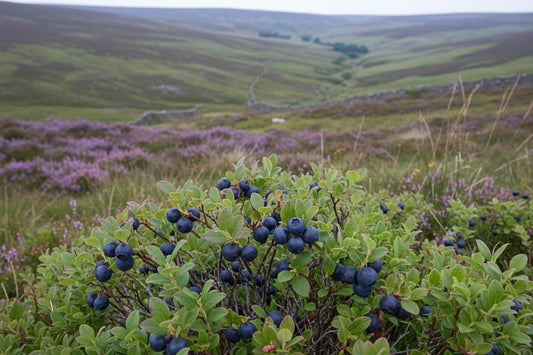 Bilberries growing UK moorland dark blue berries upland July summer foraging scene
