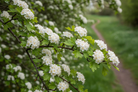 Hawthorn blossom white flowers UK hedgerow April spring foraging countryside