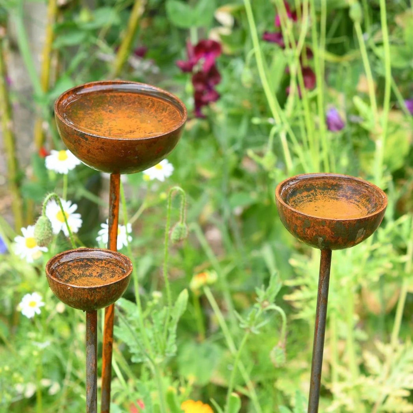 Rusty rain catcher garden sculpture birdbath stakes trio cottage garden British countryside UK