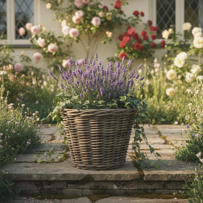 Rattan planter with lavender on cottage doorstep UK heritage home display