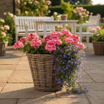 Tapered rattan planter with geraniums on patio UK cottage garden display