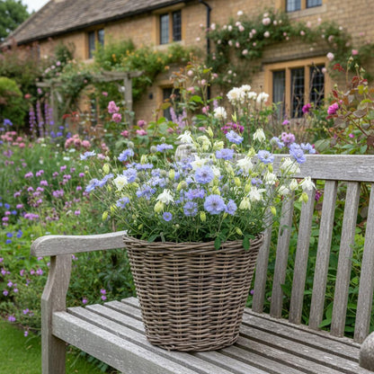 Handwoven rattan planter with scabious on garden bench UK outdoor setting