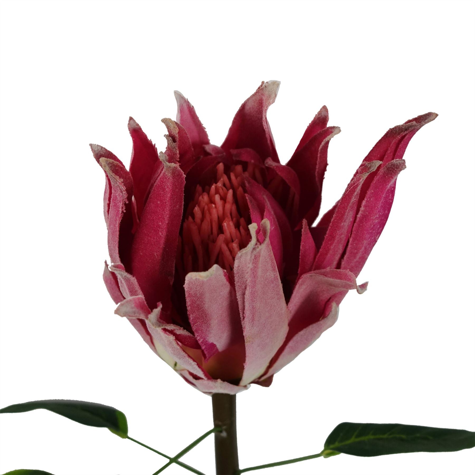 Pink protea silk stems 65cm artificial UK wired sculptural flowers