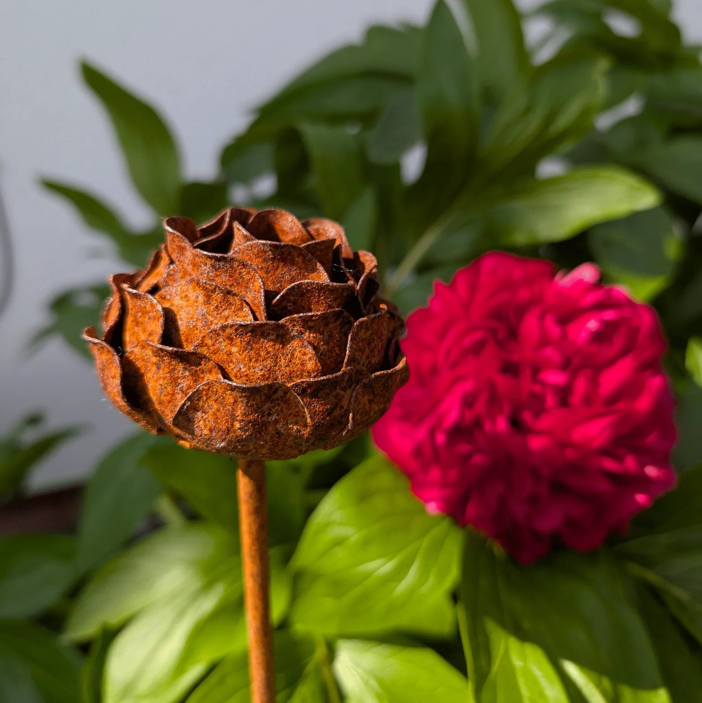 Rusted peony garden stake weathered steel sculpture among pink peonies cottage garden UK